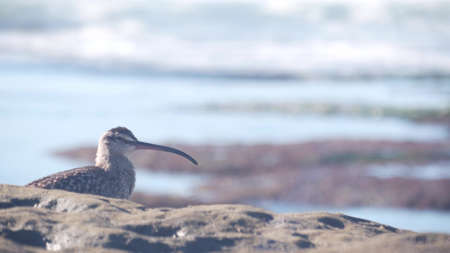 Whimbrel bird hunting in tide pool, curlew shorebird looking for food in tidepool, La Jolla beach, California ocean coast wildlife, USA. Long slender downcurved bill beak, rare animal, rock by water.の写真素材