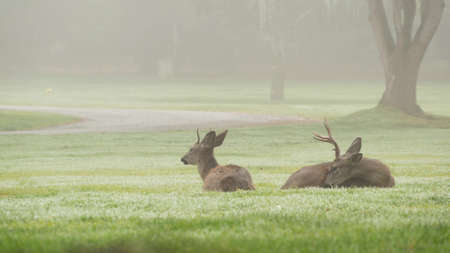 Two wild deers male with antlers and female grazing on green lawn in foggy weather. Couple or pair of animals on grass, Monterey wildlife, California nature, USA. Herbivore hoofed mammals with horns.の写真素材