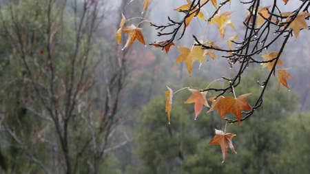 Pouring rain drops, yellow autumn maple tree leaves. Water droplets of downpour, wet orange fall leaf in forest or wood. September, october or november weather. Leafage in moist park. Seasonal foliageの写真素材