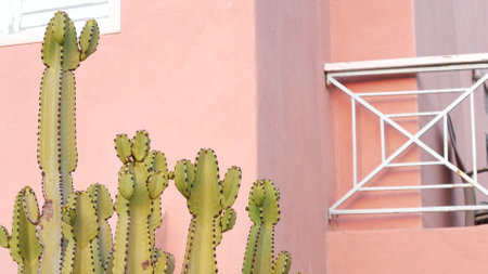 Minimalistic architecture and cactus plants by pink wall of house. California modernism aesthetic. green big cacti and geometric shape of building exterior. Trendy summer vibes, abstract background.の写真素材
