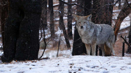 Wild furry wolf, gray coyote or grey coywolf, winter snowy forest, Yosemite national park wildlife,...
