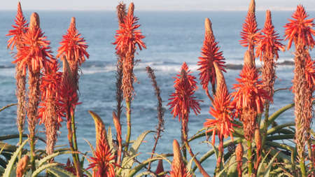 Red aloe flower blossom, succulent plant bloom or inflorescence on pacific ocean beach or shore, California coast aesthetic, USA. Flora and seascape on background. Green vegetation, sea water waves.の写真素材