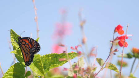 Monarch butterfly collecting wild flower pollen, garden or medow, spring sky. Botanical bloom or floral blossom of plants, orange insect wings in fresh summer herb grass. Field wildflowers pollinationの写真素材