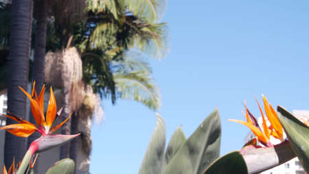 Strelitzia bird of paradise orange flower bloom, crane flower inflorescence, exotic tropical blossom...