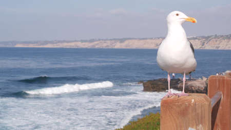 Ocean waves crashing on beach, sea water surface from above, cliff or bluff, La Jolla shore waterfront promenade, California USA. Succulent green ice plant, pacific coast. Seagull bird on railings.の写真素材