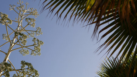 Yellow agave or aloe exotic flower panicle, century or sentry plant bloom, succulent blossom or inflorescence. Blue clear sunny summer sky, flowering maguey and palm tree, California flora, USA gardenの写真素材