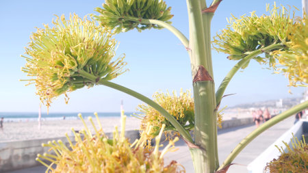 Yellow agave flower bloom, people walking by ocean beach, California coast USA. Blossom of american aloe, succulent century plant and blue summer sky. Beachfront walkway on Mission beach, San Diego.の写真素材