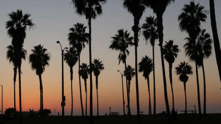 Orange and purple sky, silhouettes of palm trees on beach at sunset, California coast, USA. Beachfront park at sundown in San Diego, Mission beach vacations resort. People walking in evening twilight.の写真素材