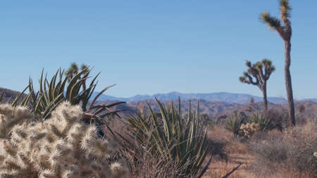 Desert flora, Joshua tree national park, California USA. Wild west and indian atmosphere, western arid climate. Valley wilderness, cactus succulents, agave and yucca plants. Dry waterless shrubland.の写真素材
