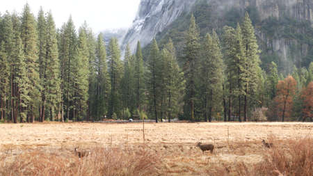 Deer family grazing on meadow in Yosemite valley by Tioga road, California wildlife fauna, USA. Wild animals herd feeding on glade by foggy forest and mountains in freedom. Autumn fall grass field.の写真素材