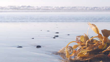 Green kelp seaweed on beach littoral sand, California ocean coast nature, USA. Wet brown algae by sea water waves, low angle close up view. Pacific shore calm aesthetic. Seamless looped cinemagraph.の写真素材