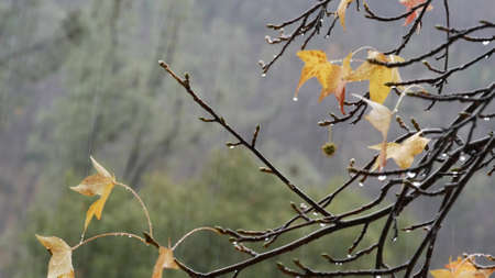 Pouring rain drops, yellow autumn maple tree leaves. Water droplets of downpour, wet orange fall...