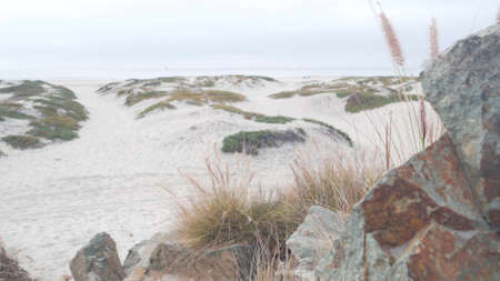 Sand dunes of misty Coronado beach, ocean waves in fog, California coast, USA. Cloudy overcast weather in San Diego. Succulent plant on calm quiet sea shore in brume, grass in haze, serenity aestheticの写真素材