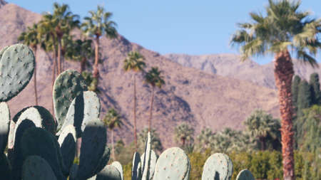 Palm trees, cactus and mountains or hills, sunny Palm Springs vacations resort near Los Angeles and Joshua Tree NP, California valley nature, USA. Arid dry climate plants, desert oasis flora, summer.の写真素材