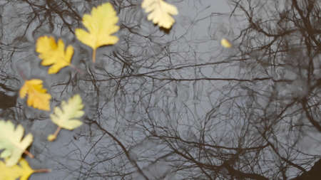 Yellow autumn fallen oak leaves, puddle on grey asphalt. Fall bare leafless tree branches reflection in water. Wet leaf and rain drops close up, waves ripple from raindrop. Gloomy melancholic weather.の写真素材