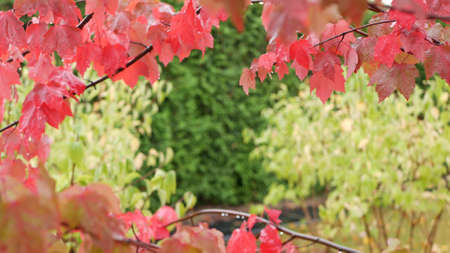 Rain drops on red autumn maple tree leaves. Water droplets, wet fall leaf in forest or woods....