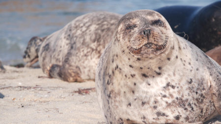 Cute wild spotted fur seal, pacific harbor sea lion resting, sandy ocean beach, La Jolla wildlife, California coast, USA. Young marine animal crawling in freedom or natural habitat bysea water waves.の写真素材