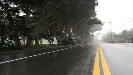 Wet road asphalt in fog, misty mysterious forest. Row of trees in foggy rainy weather, calm haze in...