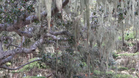 Lace lichen moss hanging, trees branches in forest. Deep surreal wood, fairy old grove or fantasy...
