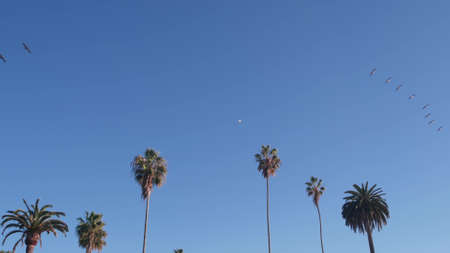 Flock of wild brown pelican flying, blue sky, palm trees by beach, California coast wildlife, USA summertime aesthetic. Many pelecanus soaring, flight above ocean in freedom. Birds wingspan, palmtreesの写真素材