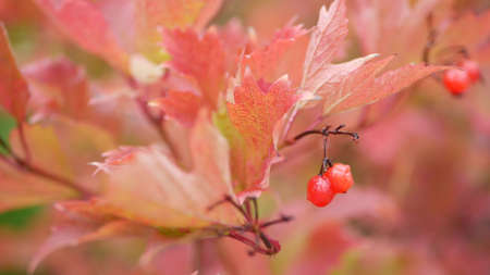 Red autumn guelder rose leaves, wild viburnum berry fall leaf in rainy forest or woods. Wet leafage...