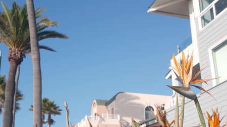 Minimalistic architecture, strelitzia bird of paradise, crane flower orange bloom and palm trees, pink wall of house, blue sky. California aesthetic. Geometric building exterior. Trendy summer vibes.の写真素材