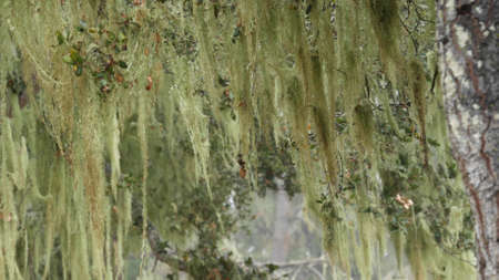 Lace lichen moss hanging, tree branches in foggy misty forest. Surreal woods, fairy mysterious old grove, fantasy woodland. Plants covered with parasite mushroom fungus. Monterey flora, California USAの写真素材