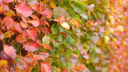 Yellow autumn leaves, orange fall leaf in ornamental garden. Leafage in park in september, october...
