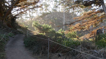 Path in forest or wood, footpath trail or footway in old grove or woodland, Point Lobos wilderness,...
