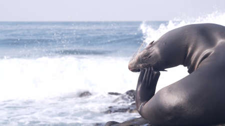 Wild cute seal portrait, adorable sea lion resting on rocky ocean beach, La Jolla wildlife, San Diego, California coast, USA. Young marine animal in freedom or natural habitat, water waves by cliff.の写真素材
