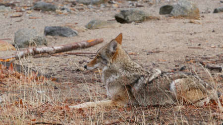 Wild furry wolf, gray coyote or grey coywolf, autumn forest glade, Yosemite national park wildlife,...