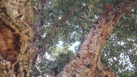 Big cork tree or large corkwood trunk, branches and canopy foliage from below, leafage low angle...