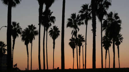 Orange and purple sky, silhouettes of palm trees on beach at sunset, California coast, USA. Beachfront park at sundown in San Diego, Mission beach vacations resort. People walking in evening twilight.の写真素材