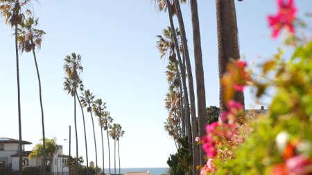 Row of palm trees, waterfront city street near Los Angeles, California coast, USA. Palmtrees by...