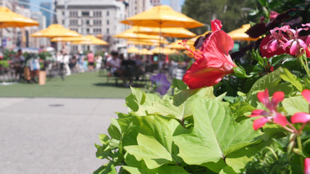 New York City, United States, Manhattan Midtown Broadway, 23 street, 5 avenue crossroad. Worth Square near Madison Park, Flatiron Building, USA. People on chairs, tables and umbrellas. Summer flowers.の写真素材