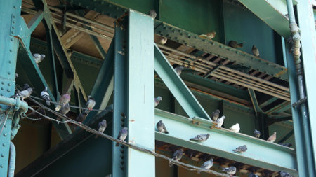 New York elevated subway, metropolitan bridge, metro track above street. Railway transport over road. Pigeon birds on old railroad line. Queens public transportation. Long Island city, United States.の写真素材
