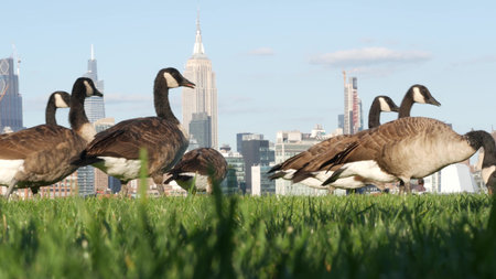 New Jersey, United States - 11 Sept 2024: New York City Manhattan Midtown towers, wild goose or duck, grass lawn of pier A park, Hoboken. Empire State building, JPMorgan Chase, Vanderbilt skyscrapers.のeditorial素材