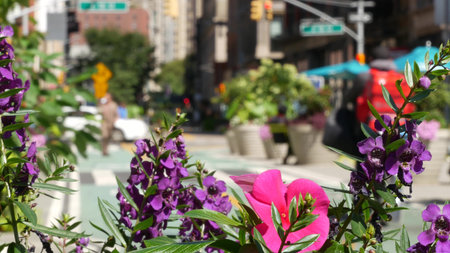 Flowers near Broadway street and Union Square, Manhattan Midtown, New York City, United States of America. Spring or autumn flowerbed bloom and cars on defocused road. people on University place.の写真素材