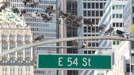 New York Park Avenue, 54 street sign in Manhattan Midtown, United States. Urban road sign in american city, traffic sign in NYC, USA. Building architecture near Grand Central. Pigeon birds.の写真素材