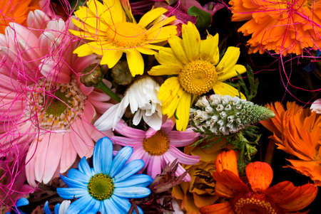multicolor gerbera ,closeup