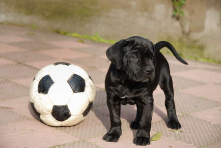Dog, soccer Playerの写真素材