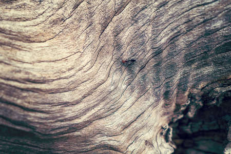 Macro of a bark of olive trees in black and white creates an abstract effect of textureの写真素材