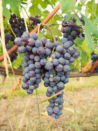 barolo ripe grapes ready for harvest.の写真素材