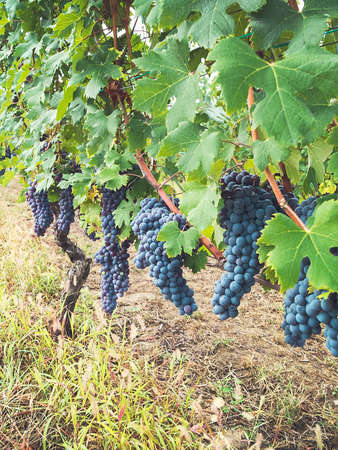 photoshoot along the rows of the vineyards of Barolo, famous Italian wineの写真素材