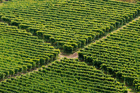 Crossing of the vineyard, in October in Italy.の写真素材