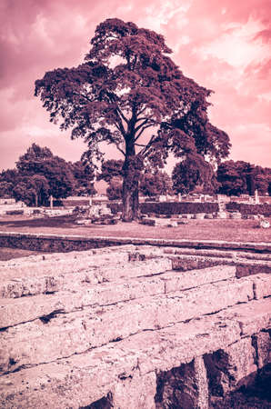 beautiful tree in the archaeological site of Paestumの写真素材