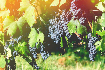 vineyard at sunset