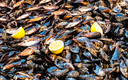mytilus mussels shells picked at sea of Sicilyの写真素材