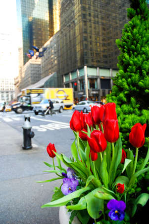 street flowers in Manhattanの写真素材