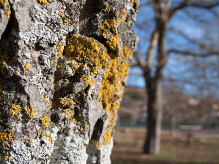 tree bark texture